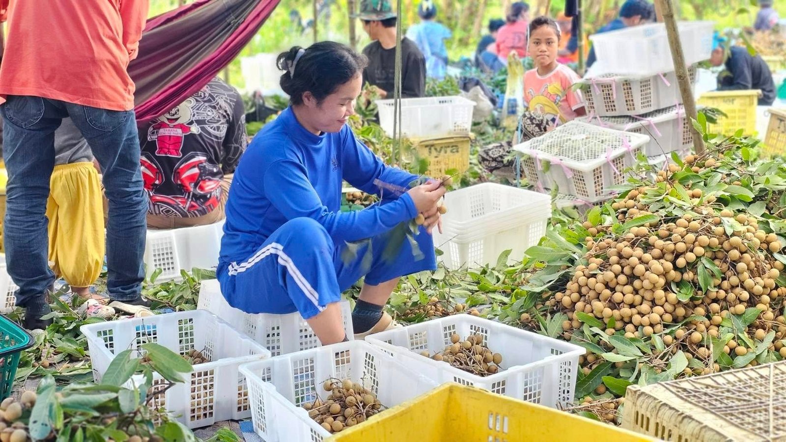 แรงงานผู้ลี้ภัยเมียนมาชุดแรกเริ่มงานเก็บลำไยในจันทบุรี ภาพสะท้อนแรงขับเคลื่อนใหม่ท่ามกลางวิกฤติแรงงานภาคเกษตรไทย